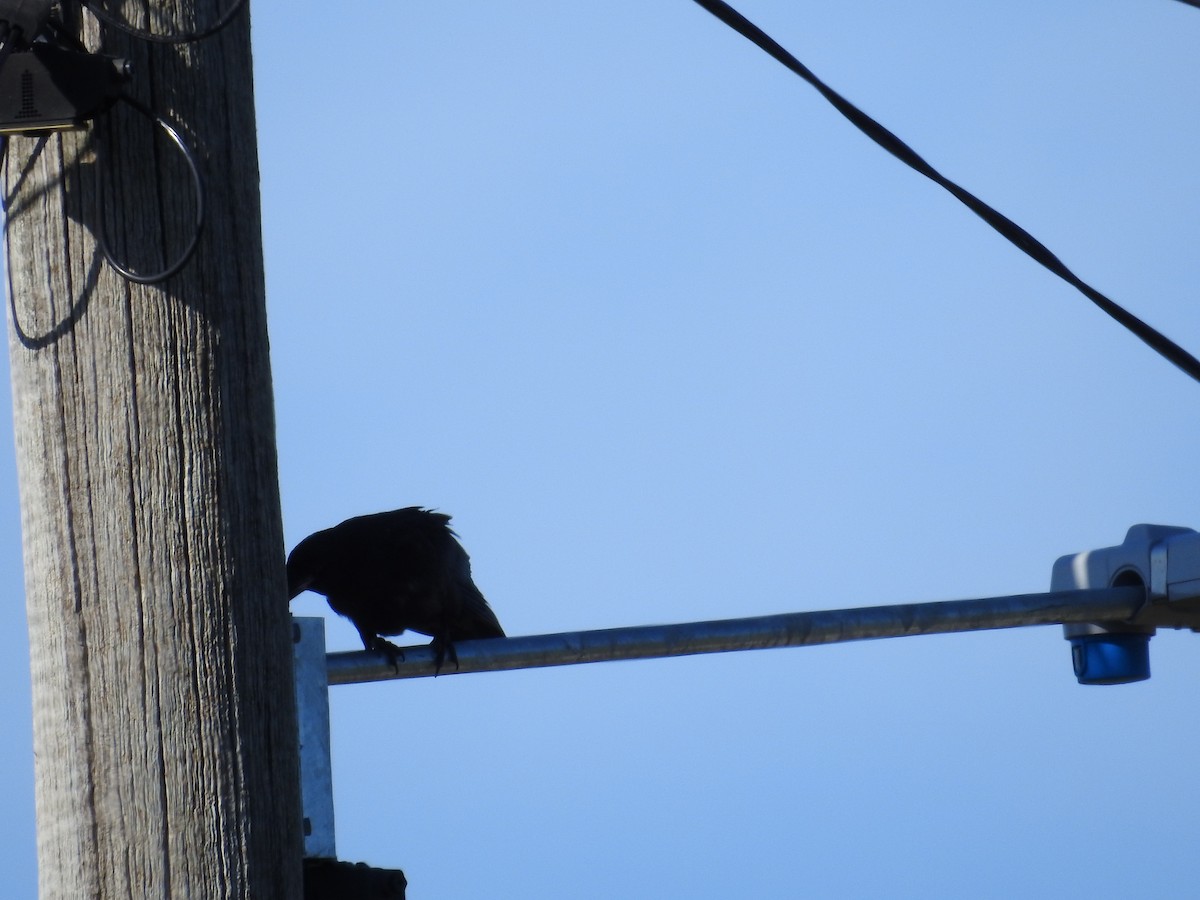 Torresian Crow - ML646423390