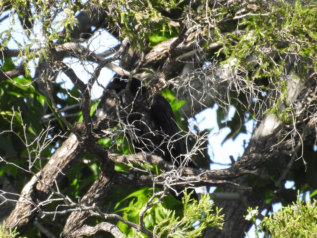 Torresian Crow - ML646423391