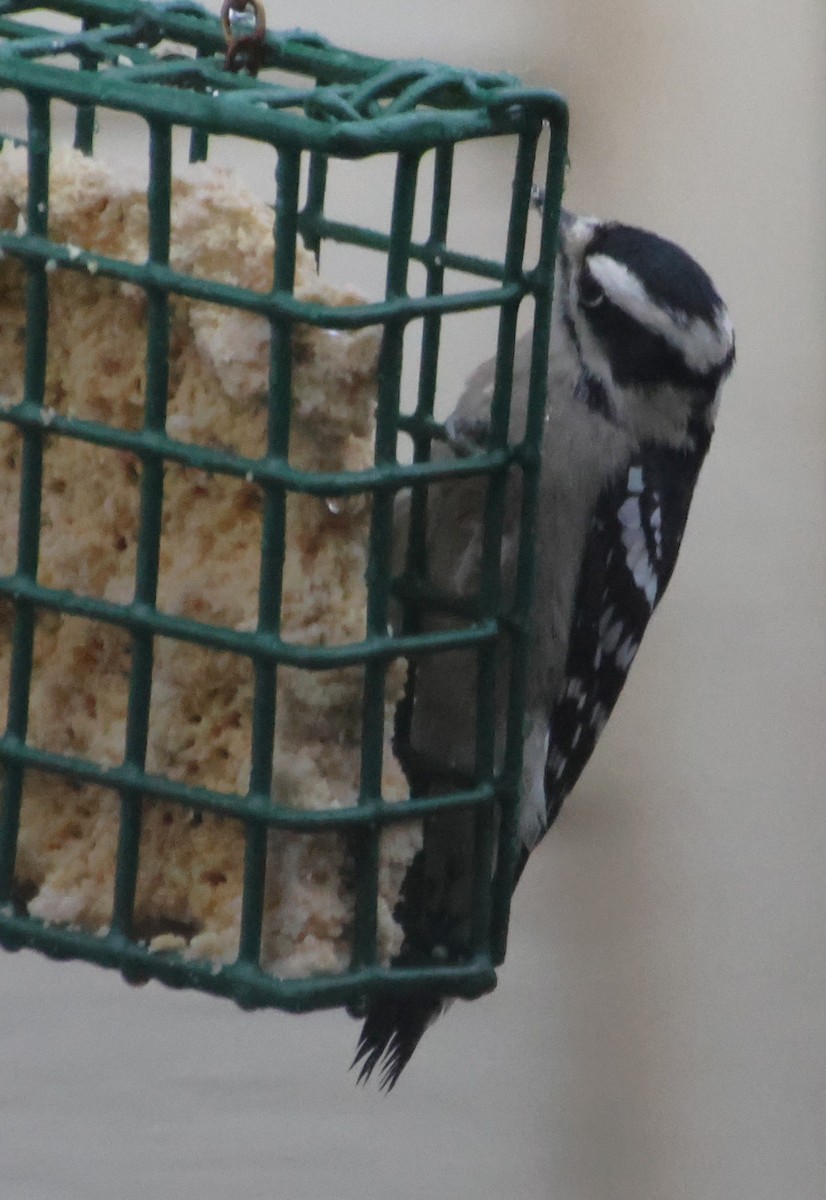 strakapoud osikový - ML646423392