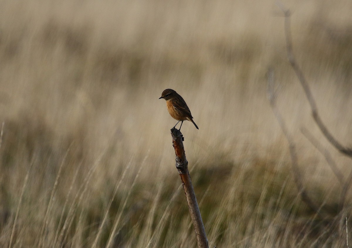 European Stonechat - ML646423393