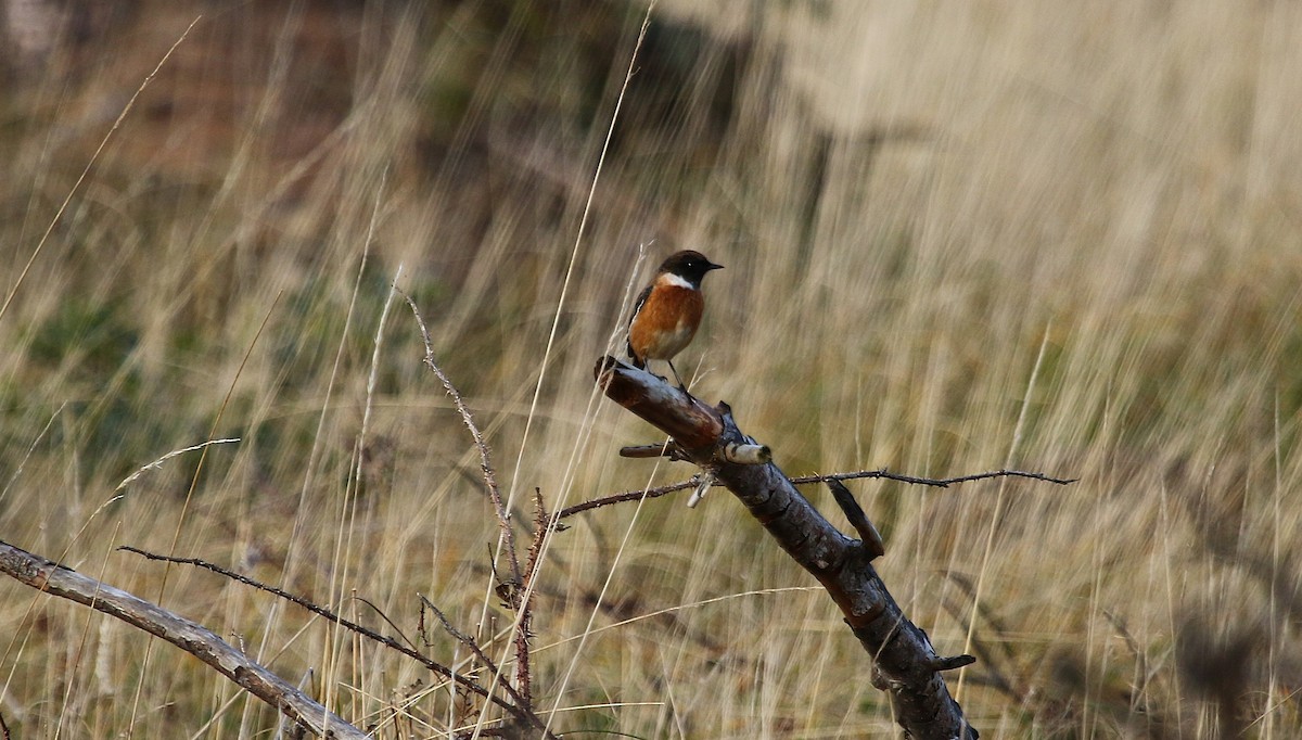 European Stonechat - ML646423394