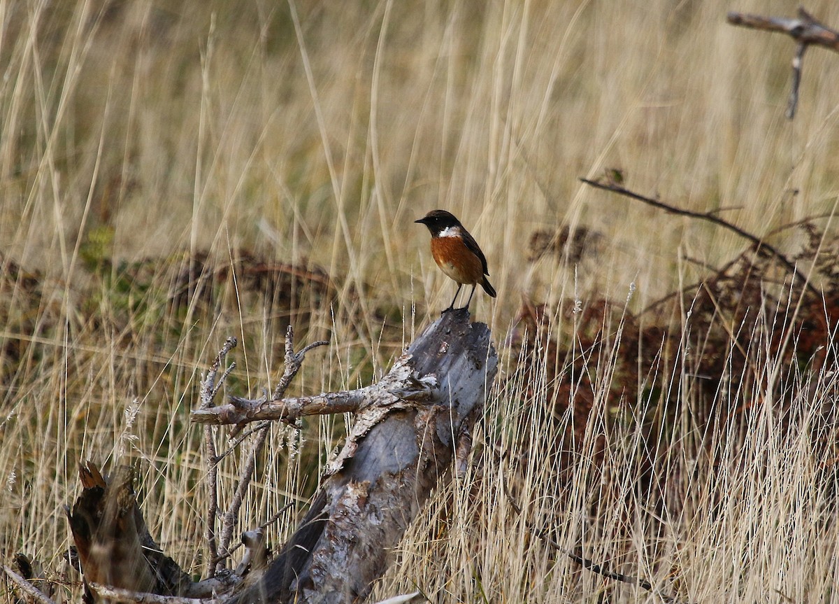 European Stonechat - ML646423395