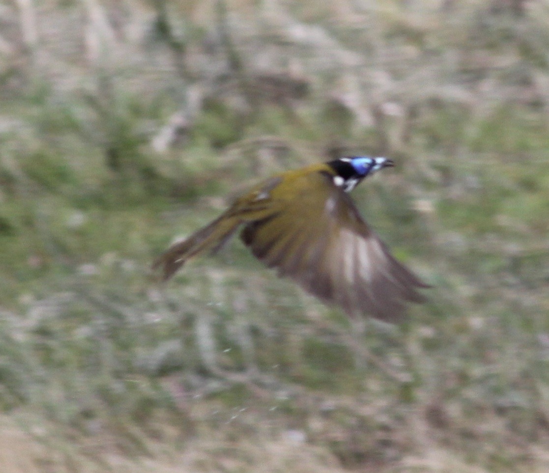 medosavka modrolící - ML646423397