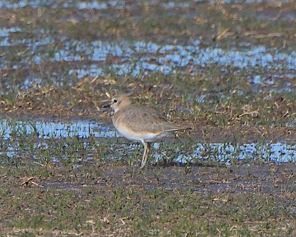 Mountain Plover - ML646423398