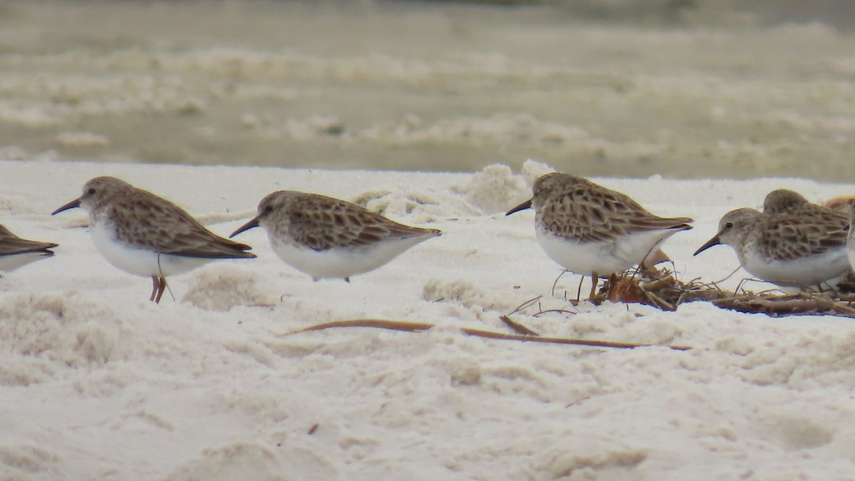 חופית זעירה - ML646423399