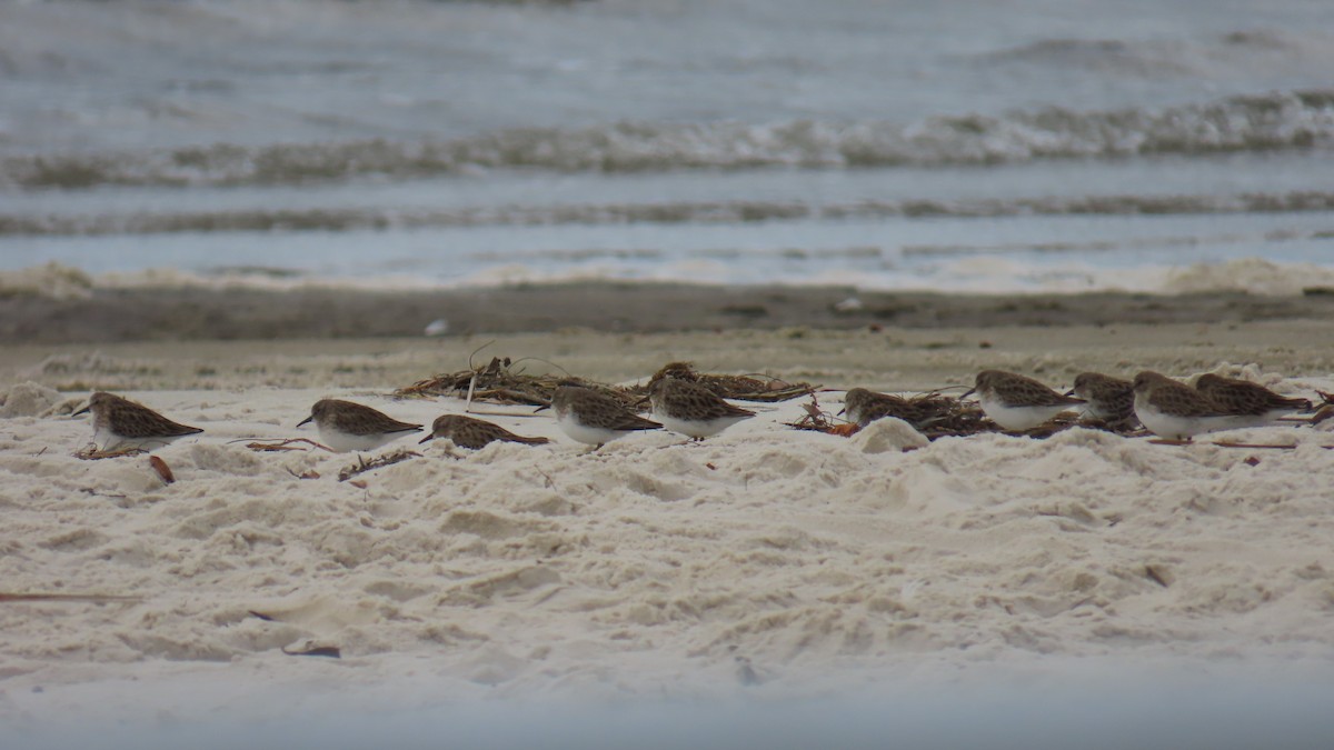 חופית זעירה - ML646423400