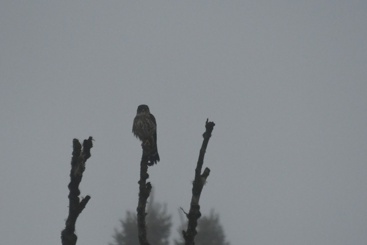 Merlin - ML646423402