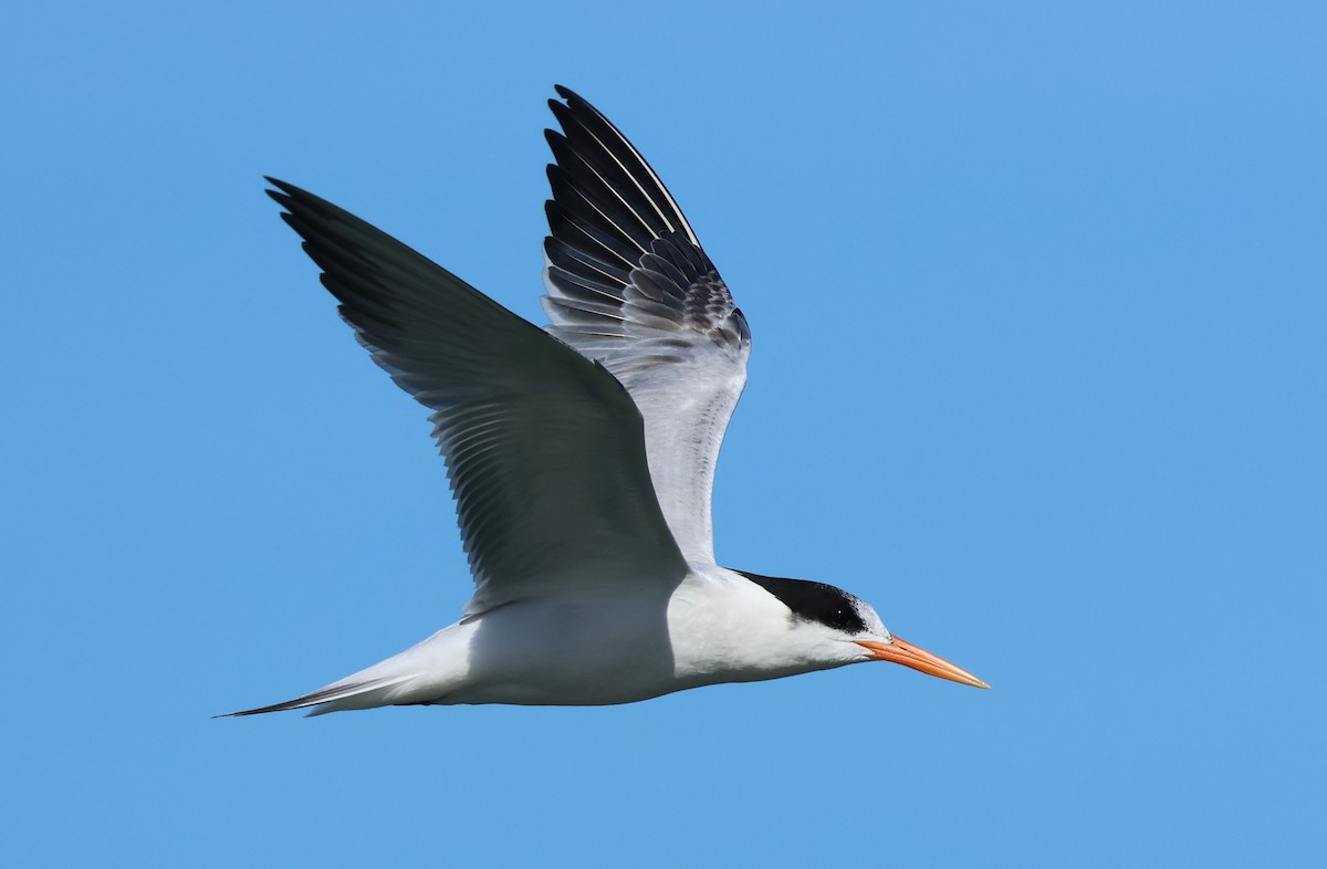 Elegant Tern - ML646423403