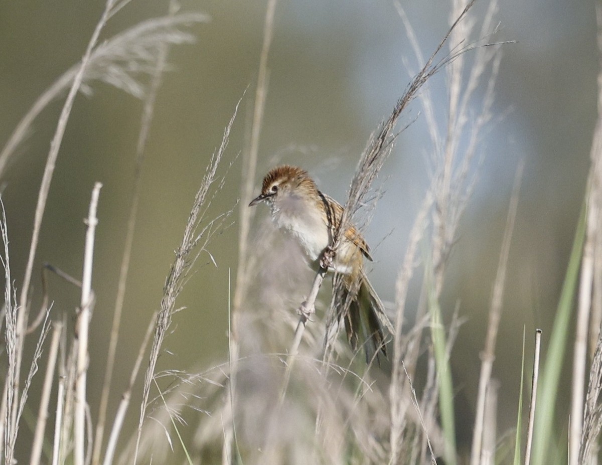 Tawny Grassbird - ML646423404