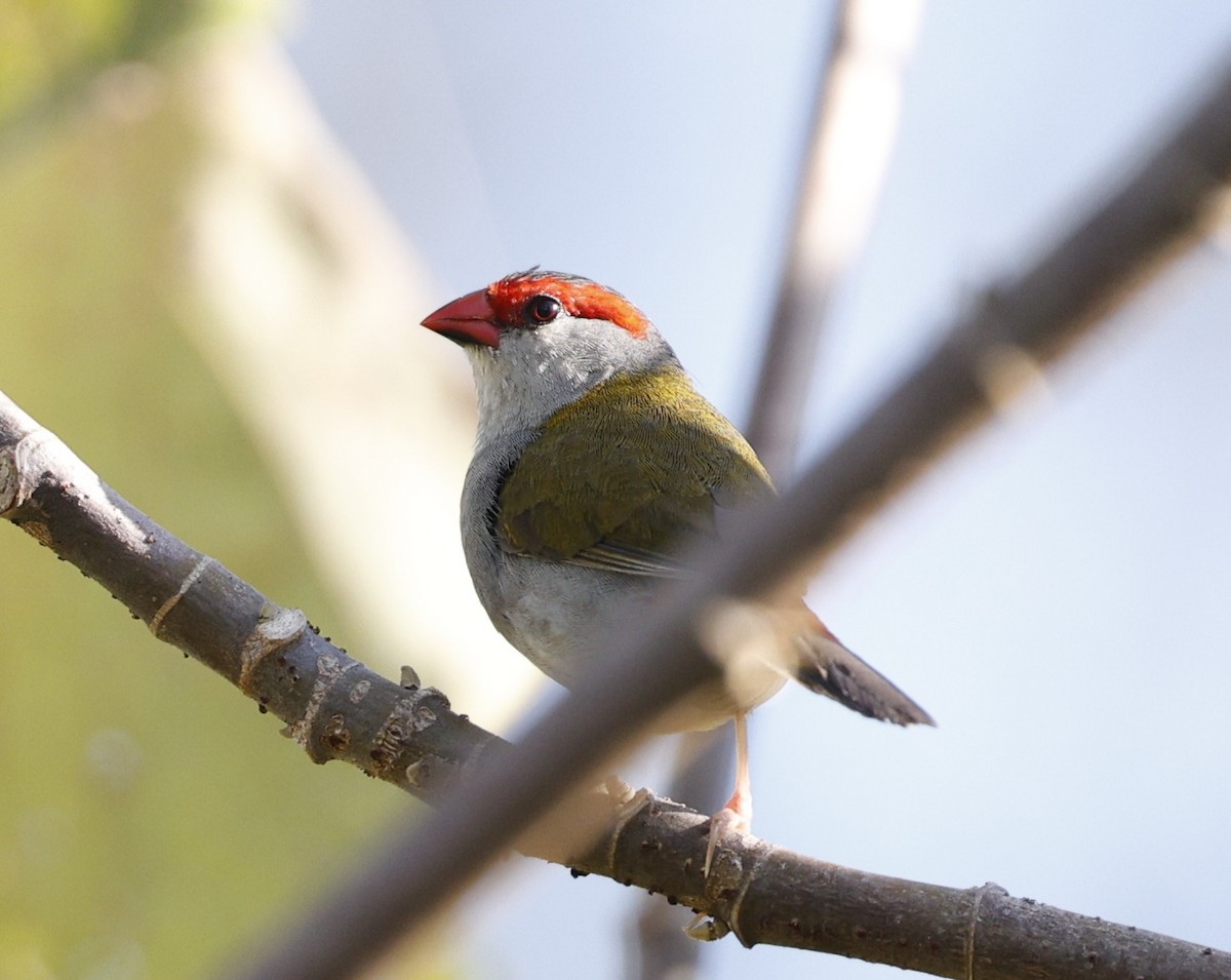 Red-browed Firetail - ML646423408