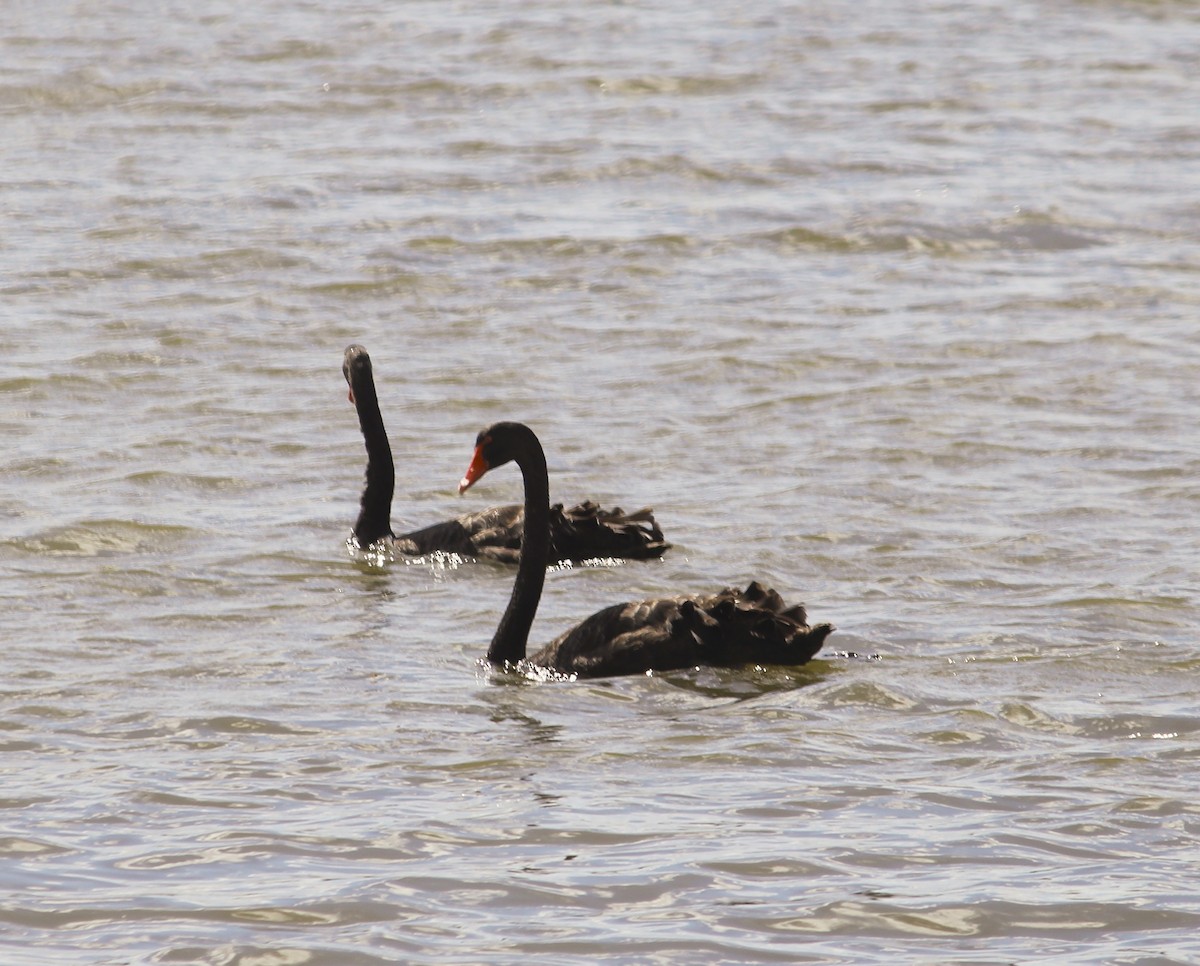 labuť černá - ML646423409