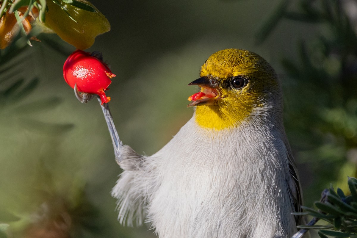 Verdin - ML646423410