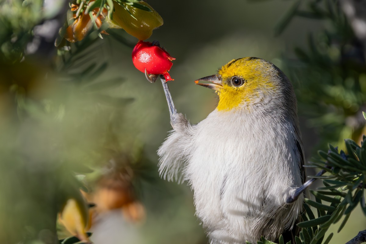 Verdin - ML646423411