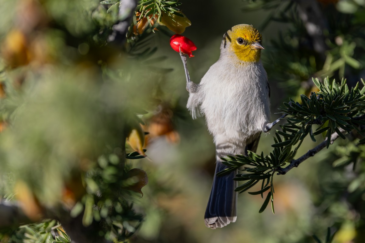 Verdin - ML646423412