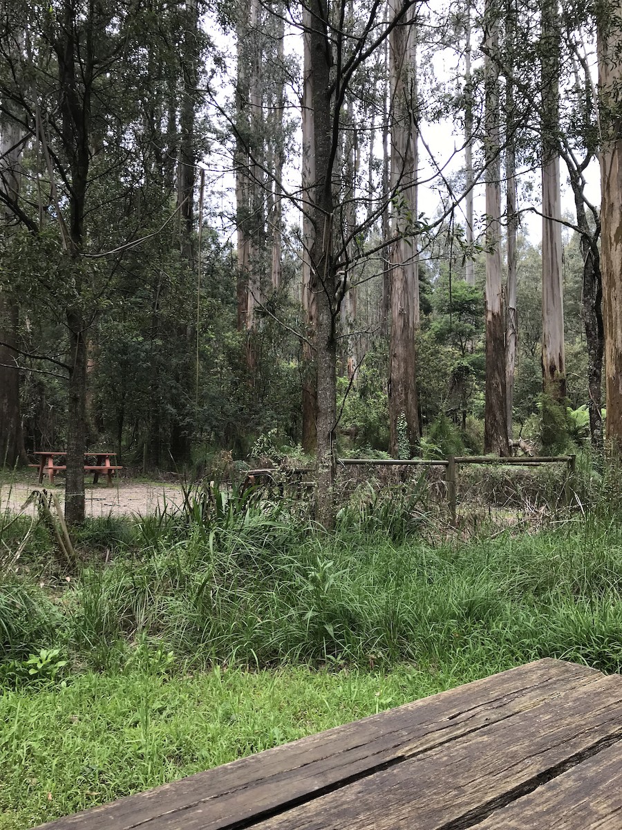 Laughing Kookaburra - ML646423414