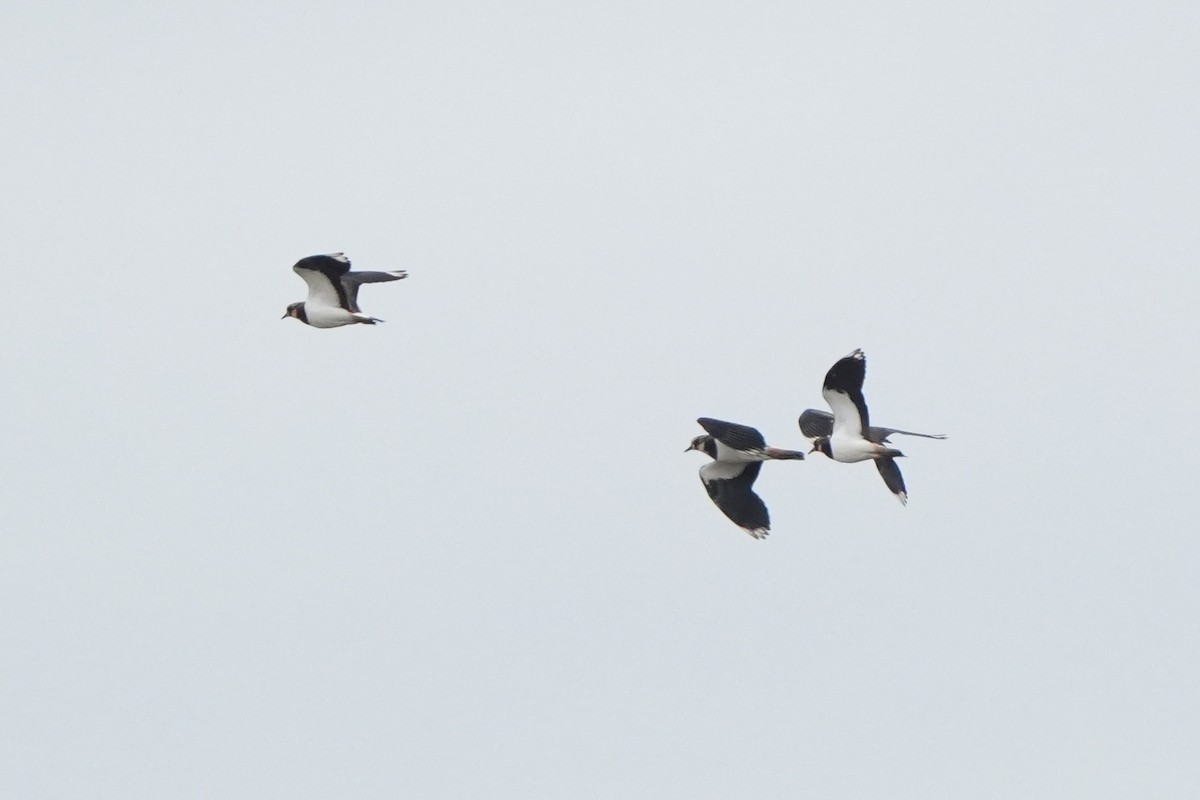 čejka chocholatá - ML646423415