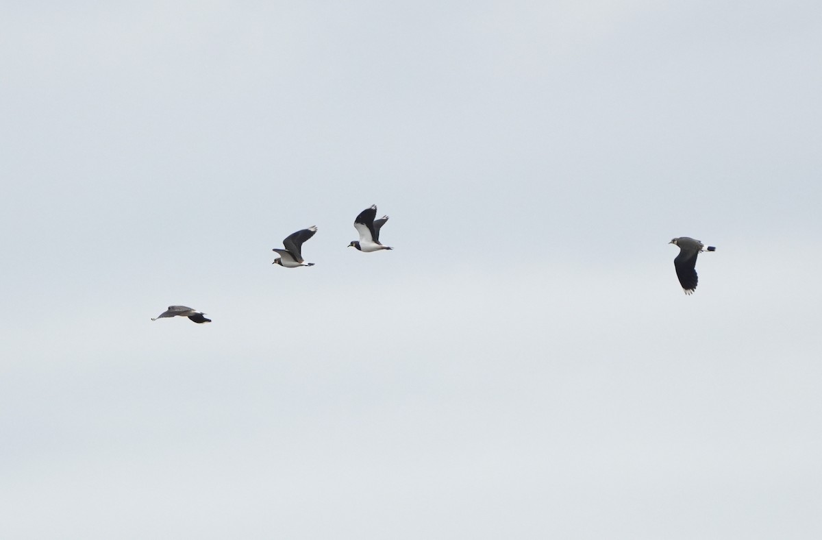 čejka chocholatá - ML646423416