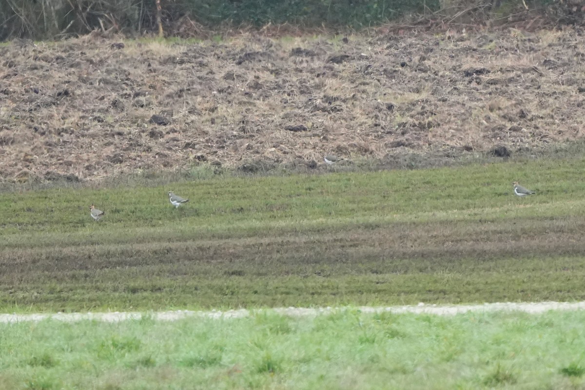 čejka chocholatá - ML646423417