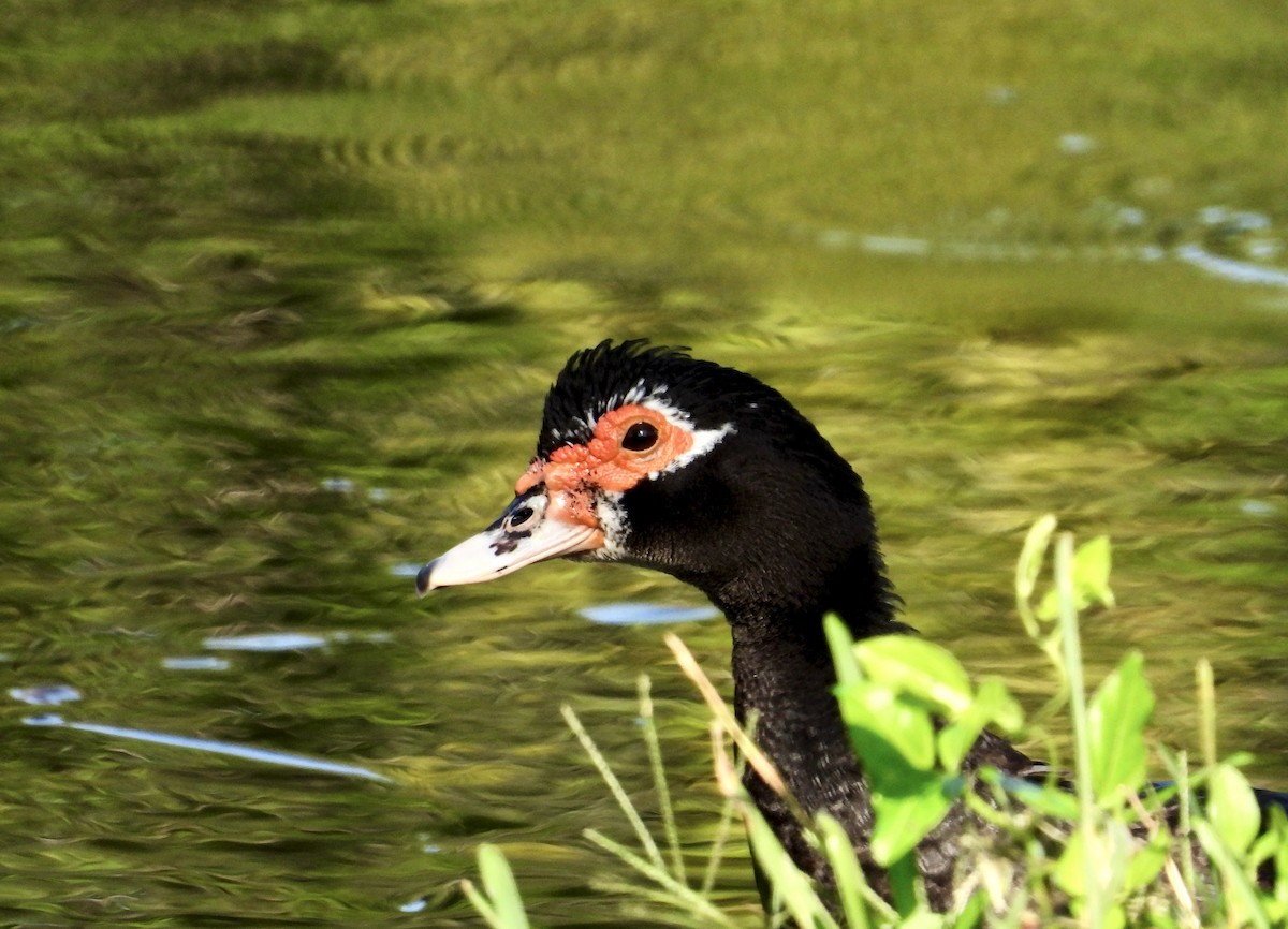 ノバリケン（家畜） - ML646423418