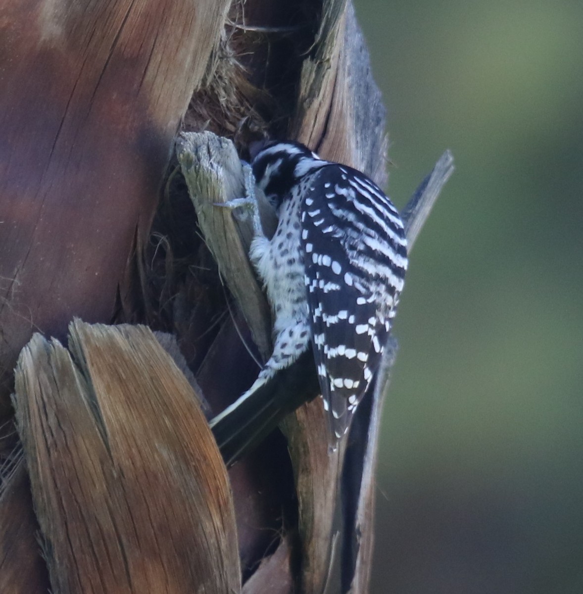 Калифорнийский дятел - ML646423420