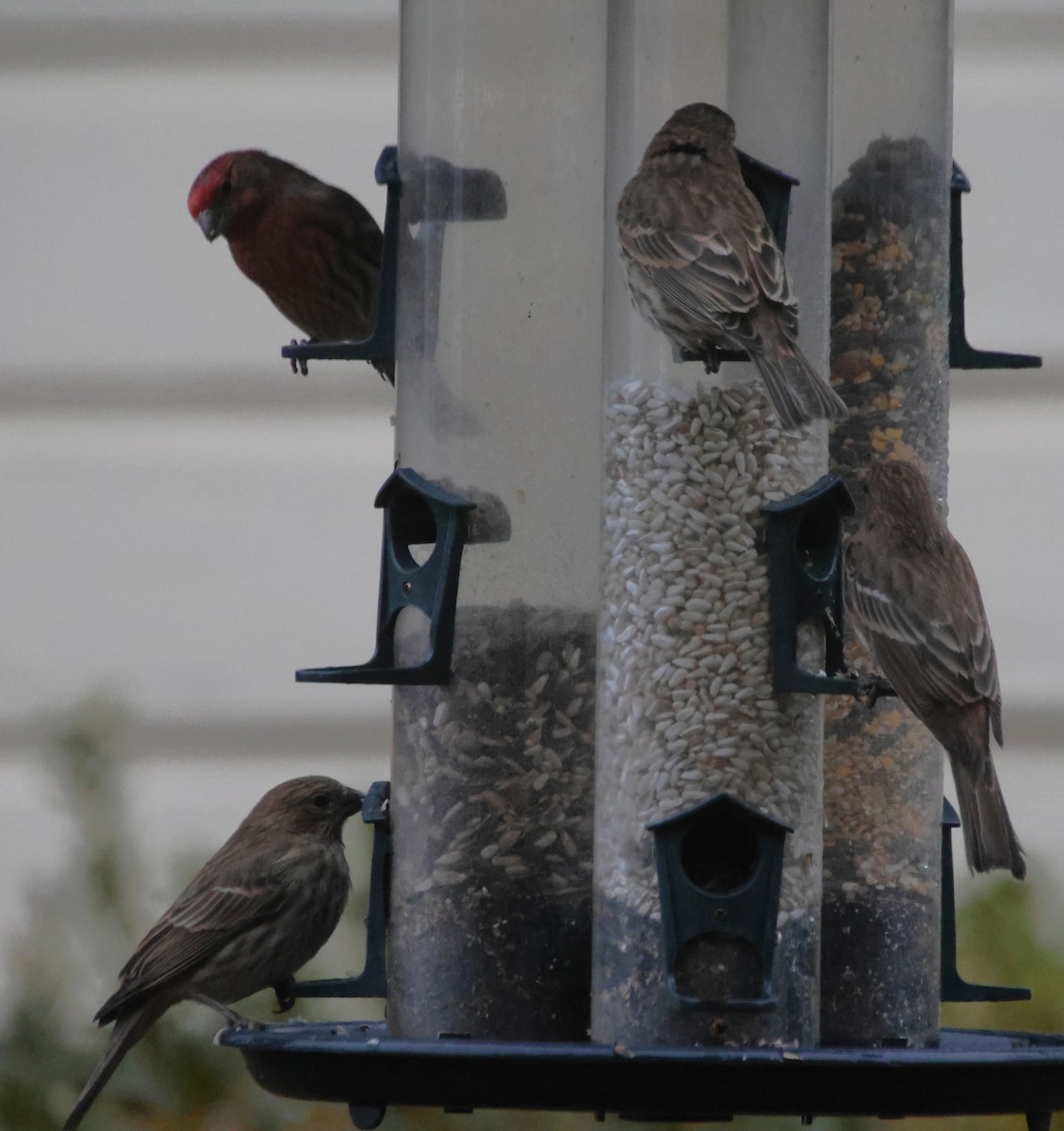 hýl rudoprsý - ML646423422