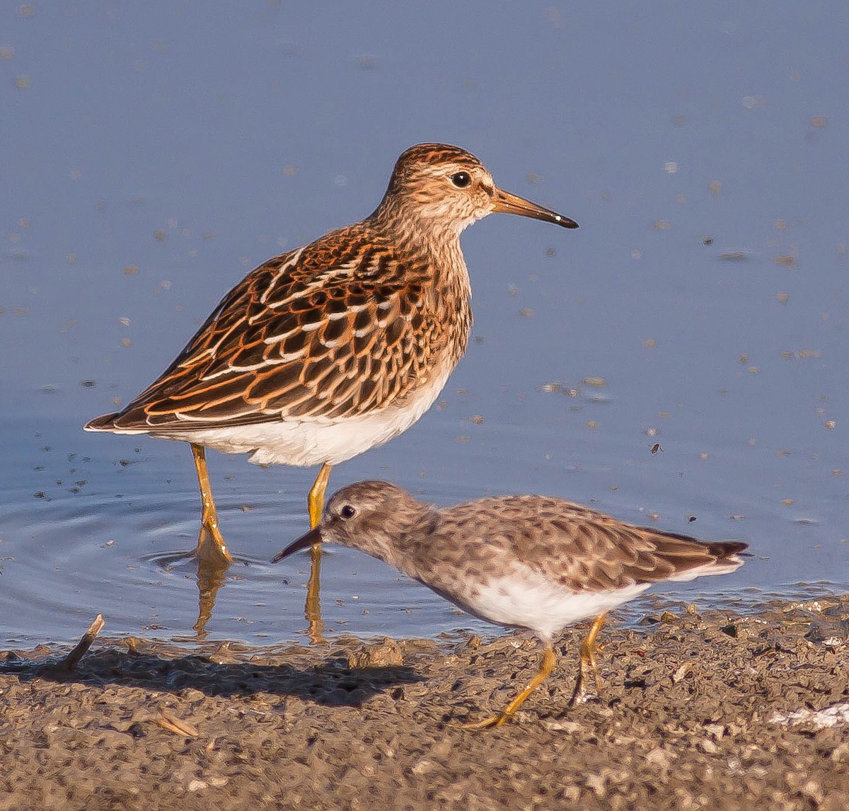 Pectoral Sandpiper - ML646423423