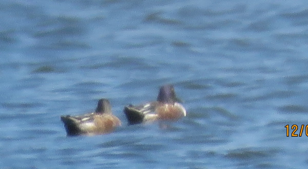Northern Shoveler - ML646423425