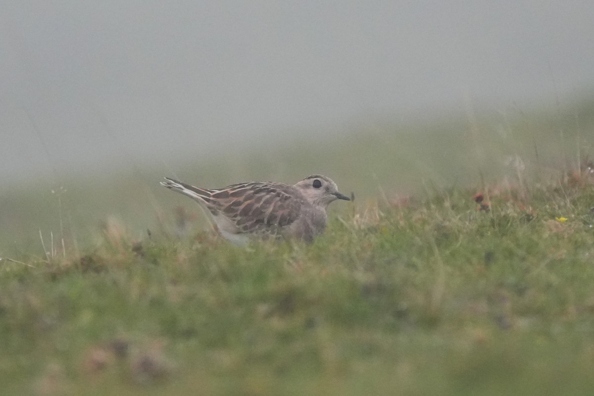 kulík hnědý - ML646423428