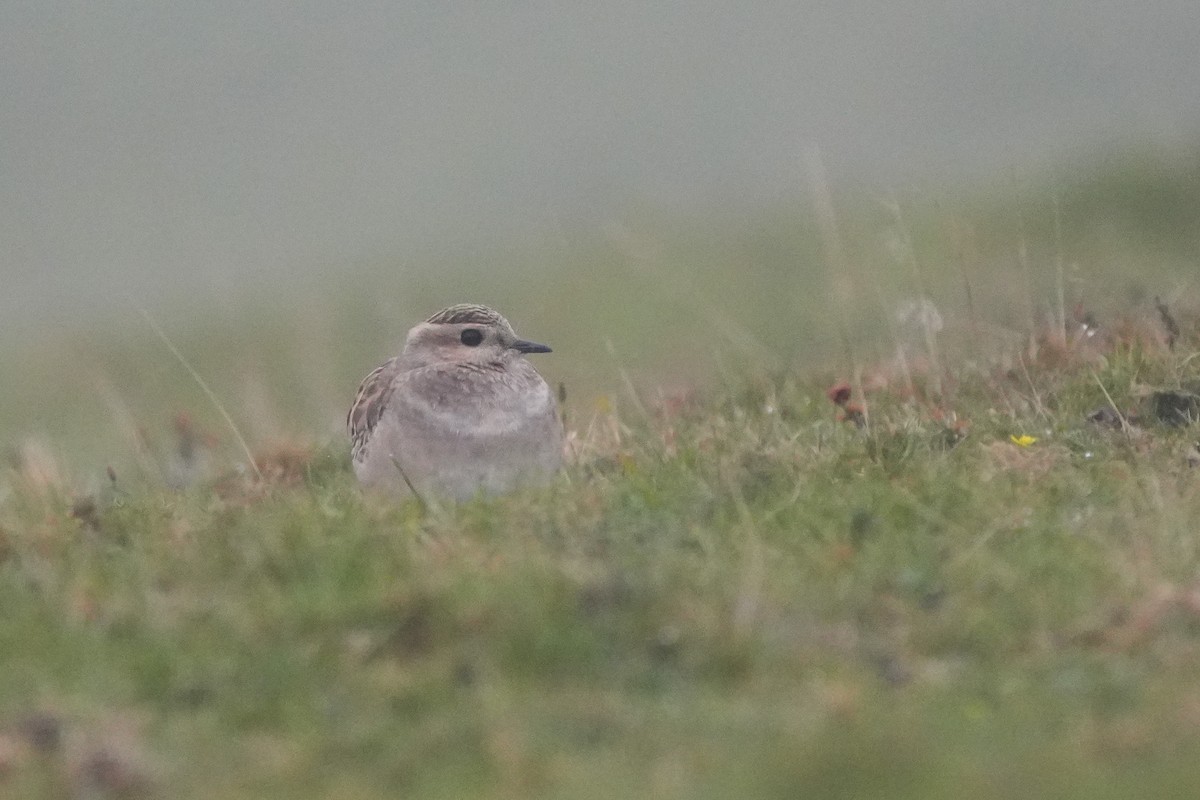 kulík hnědý - ML646423429