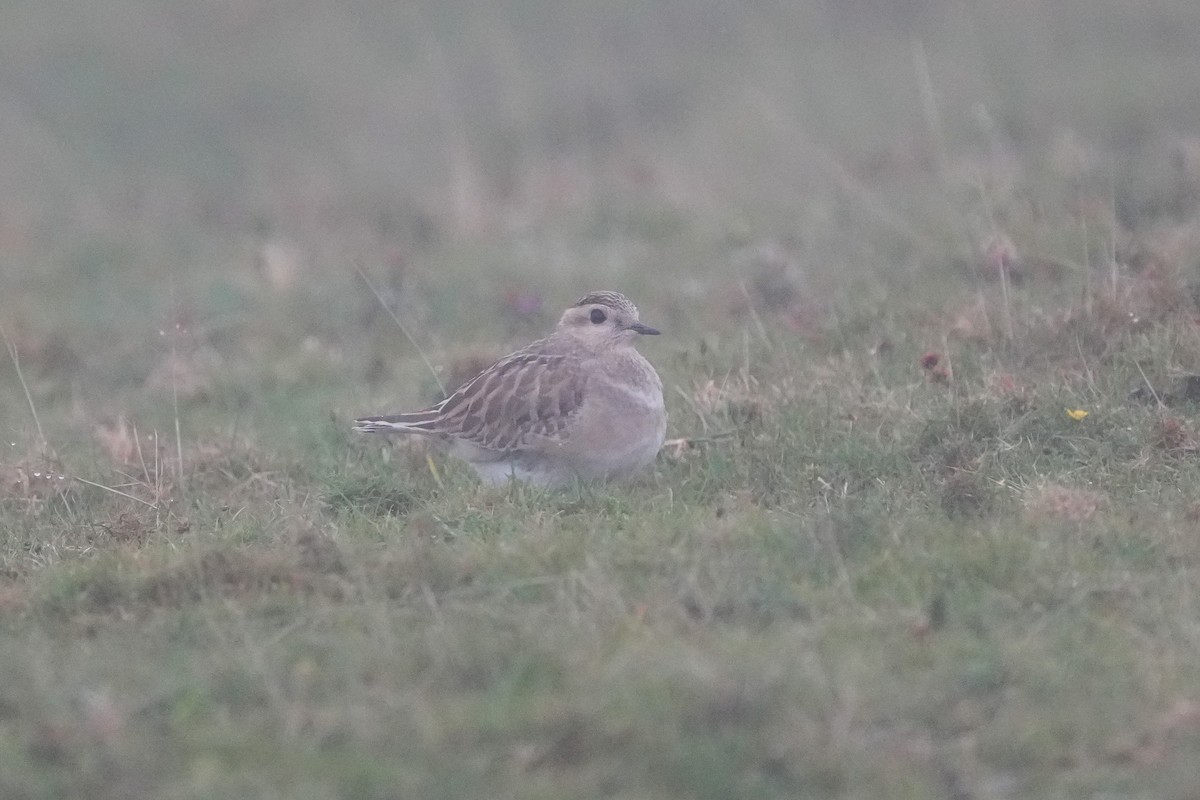 kulík hnědý - ML646423430