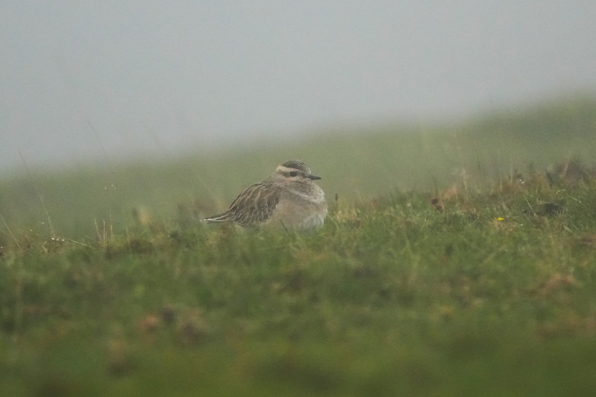 kulík hnědý - ML646423431