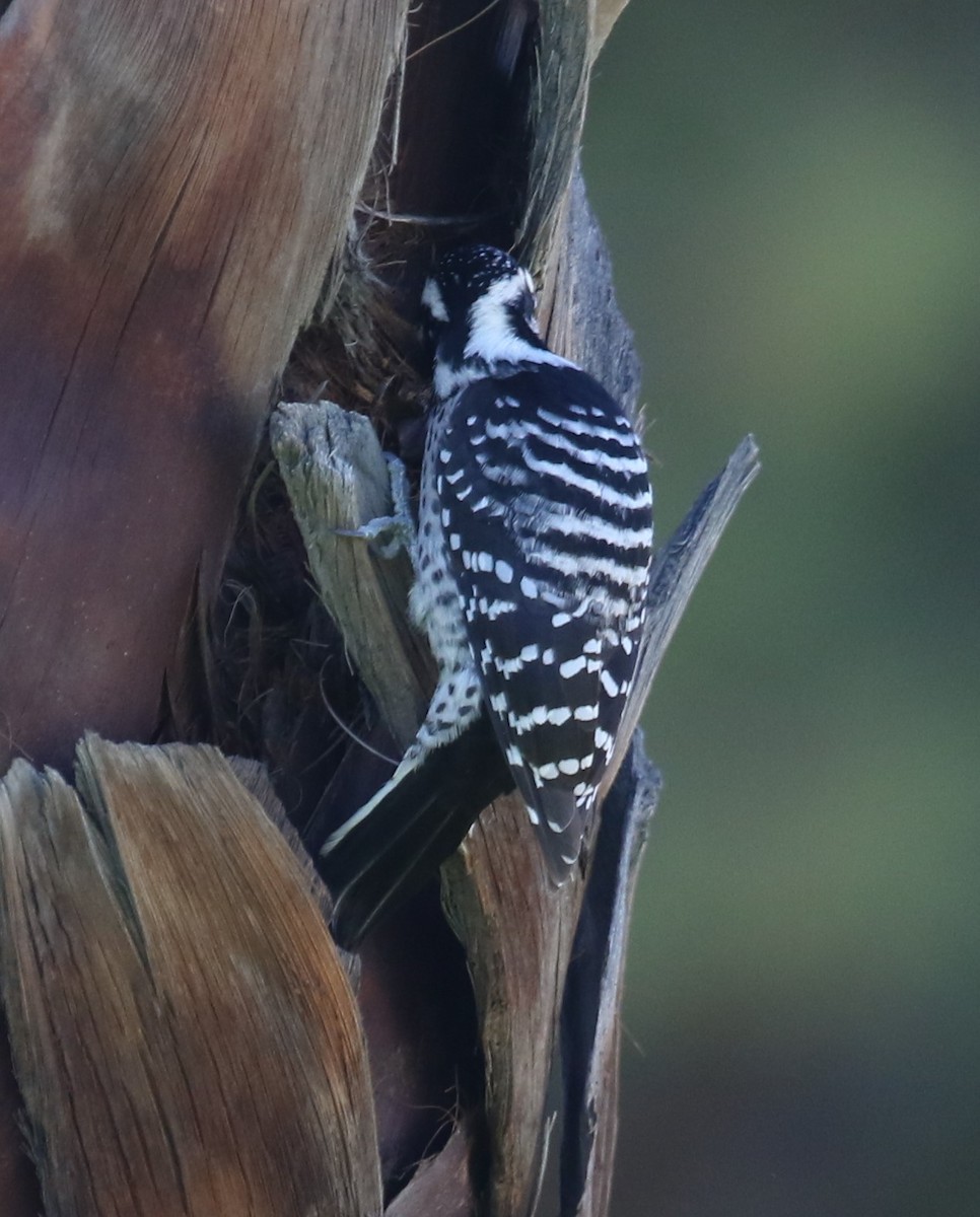 Калифорнийский дятел - ML646423434