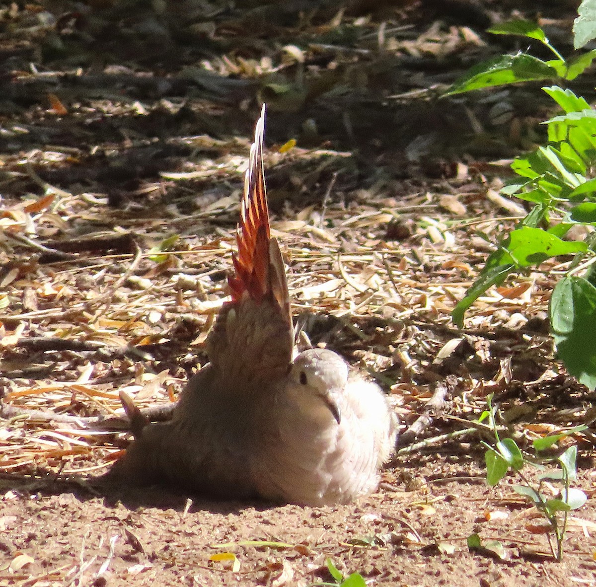 Inca Dove - ML646423435