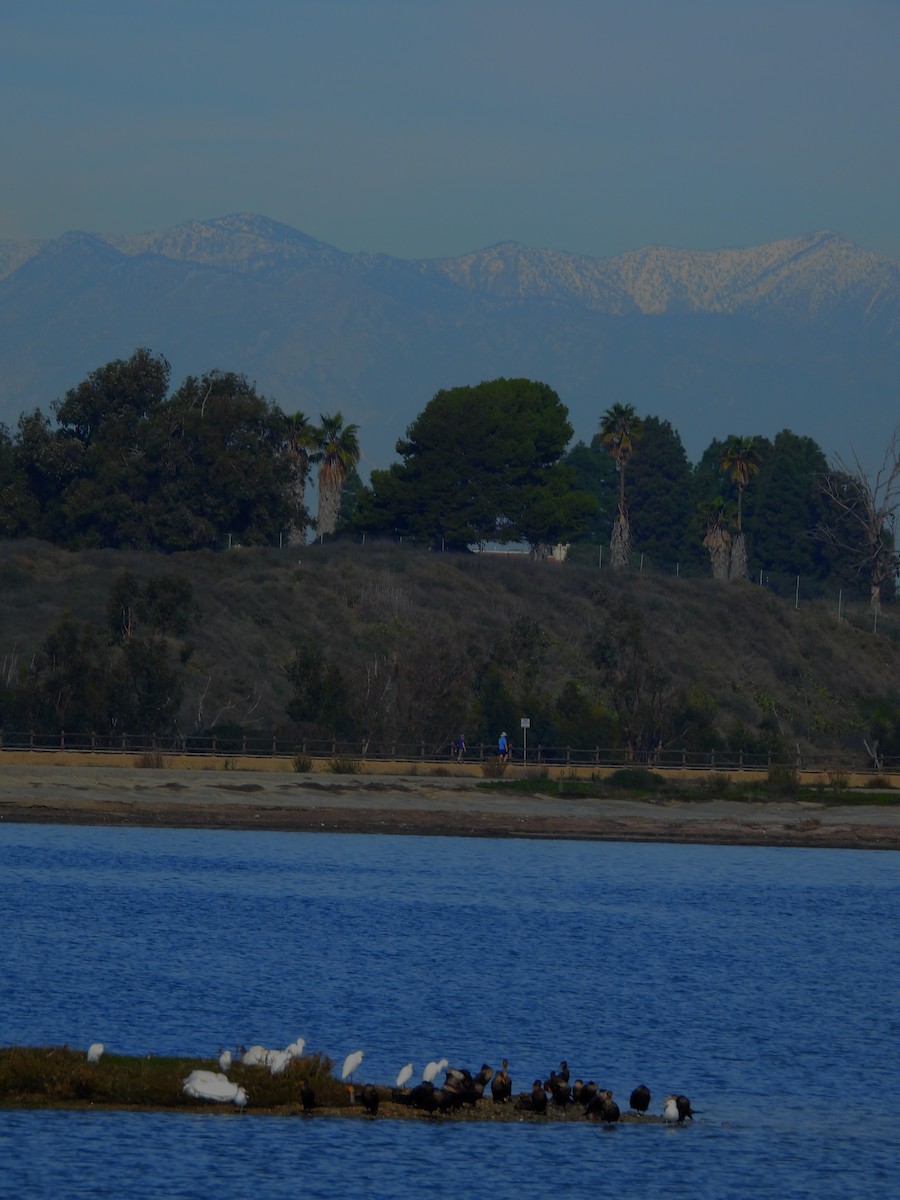 Snowy Egret - ML646423436