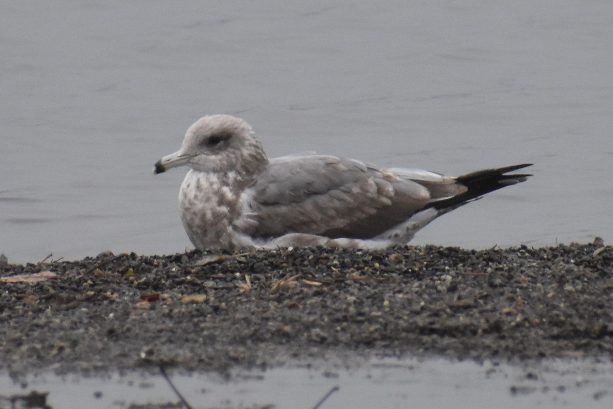 Ring-billed Gull - ML646423437