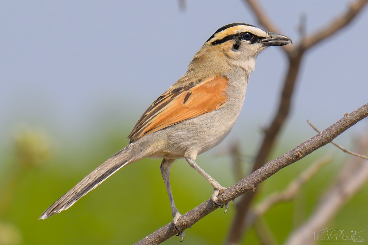 Black-crowned Tchagra (Black-crowned) - ML646423438