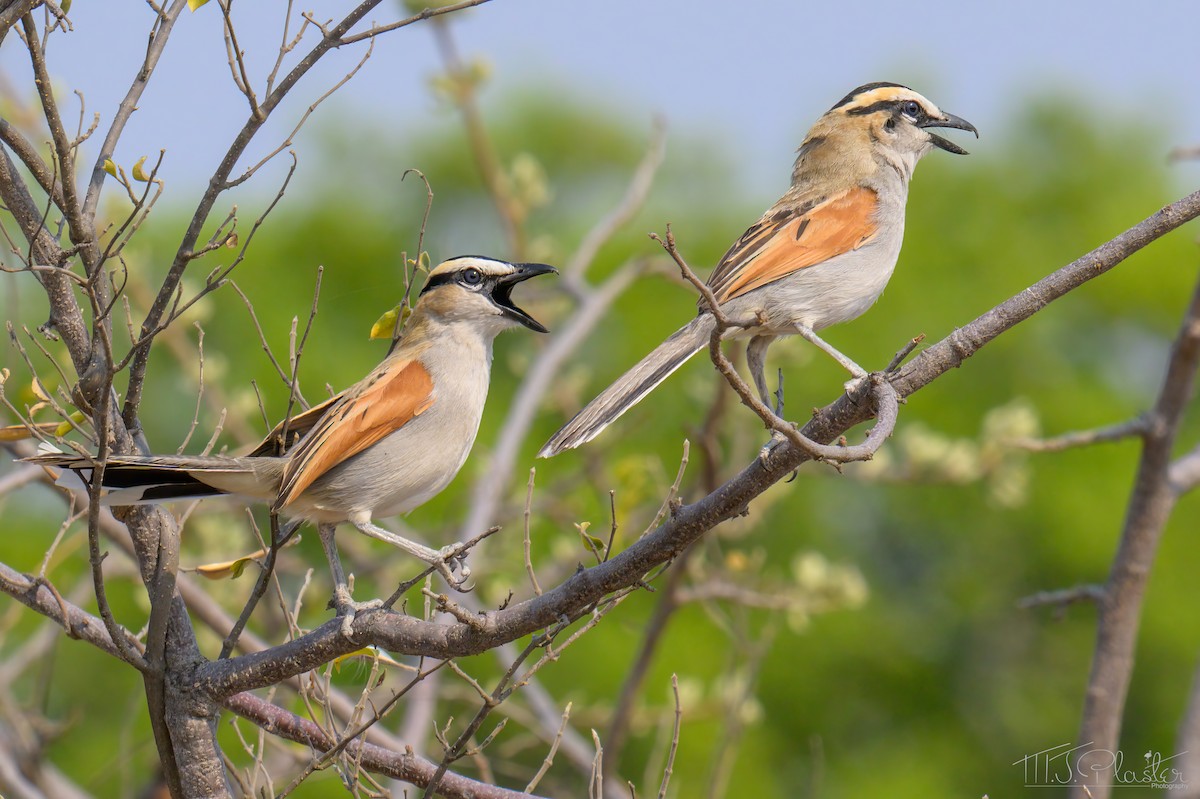 Black-crowned Tchagra (Black-crowned) - ML646423439