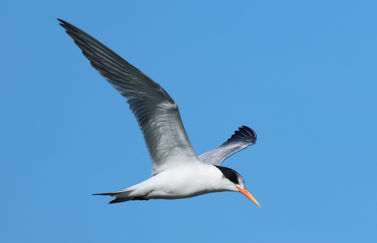 Elegant Tern - ML646423440