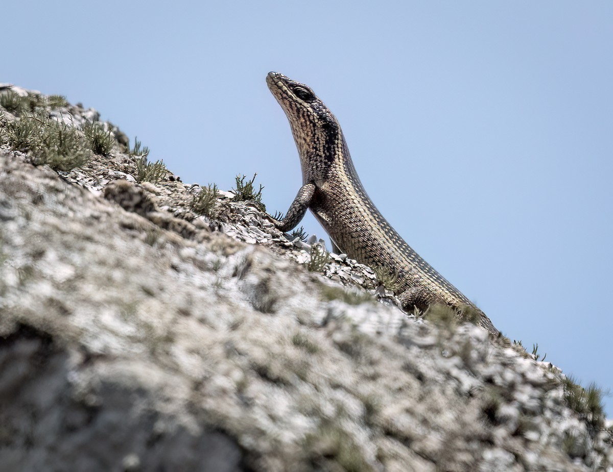 Speckled Rock Skink - ML646423441