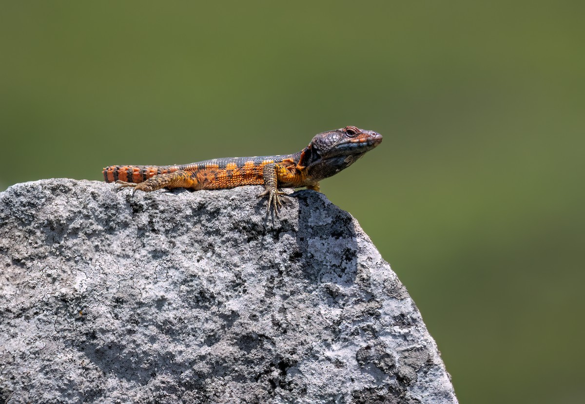 Highveld Crag Lizard - ML646423442