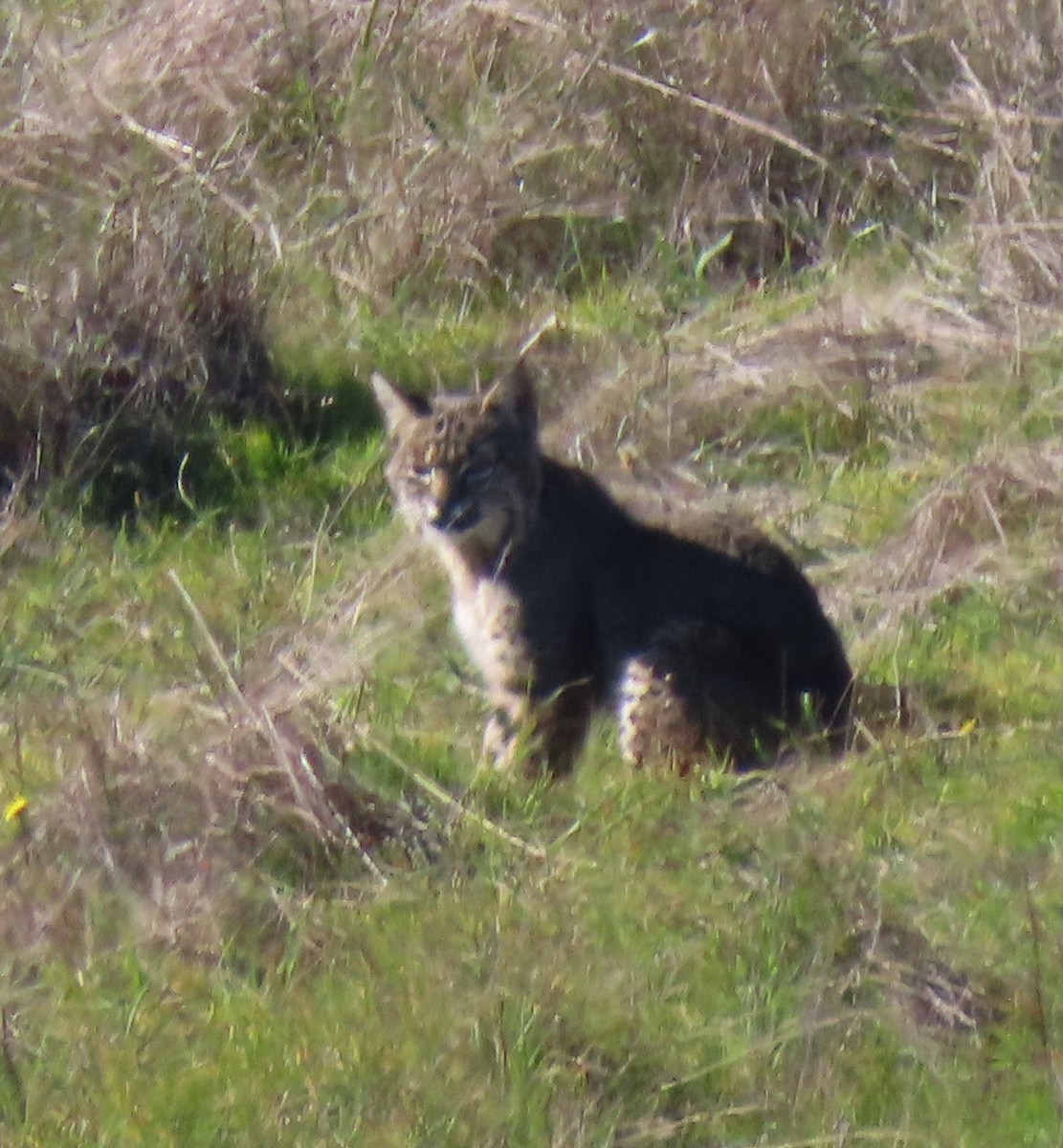 Animals - ML646423443