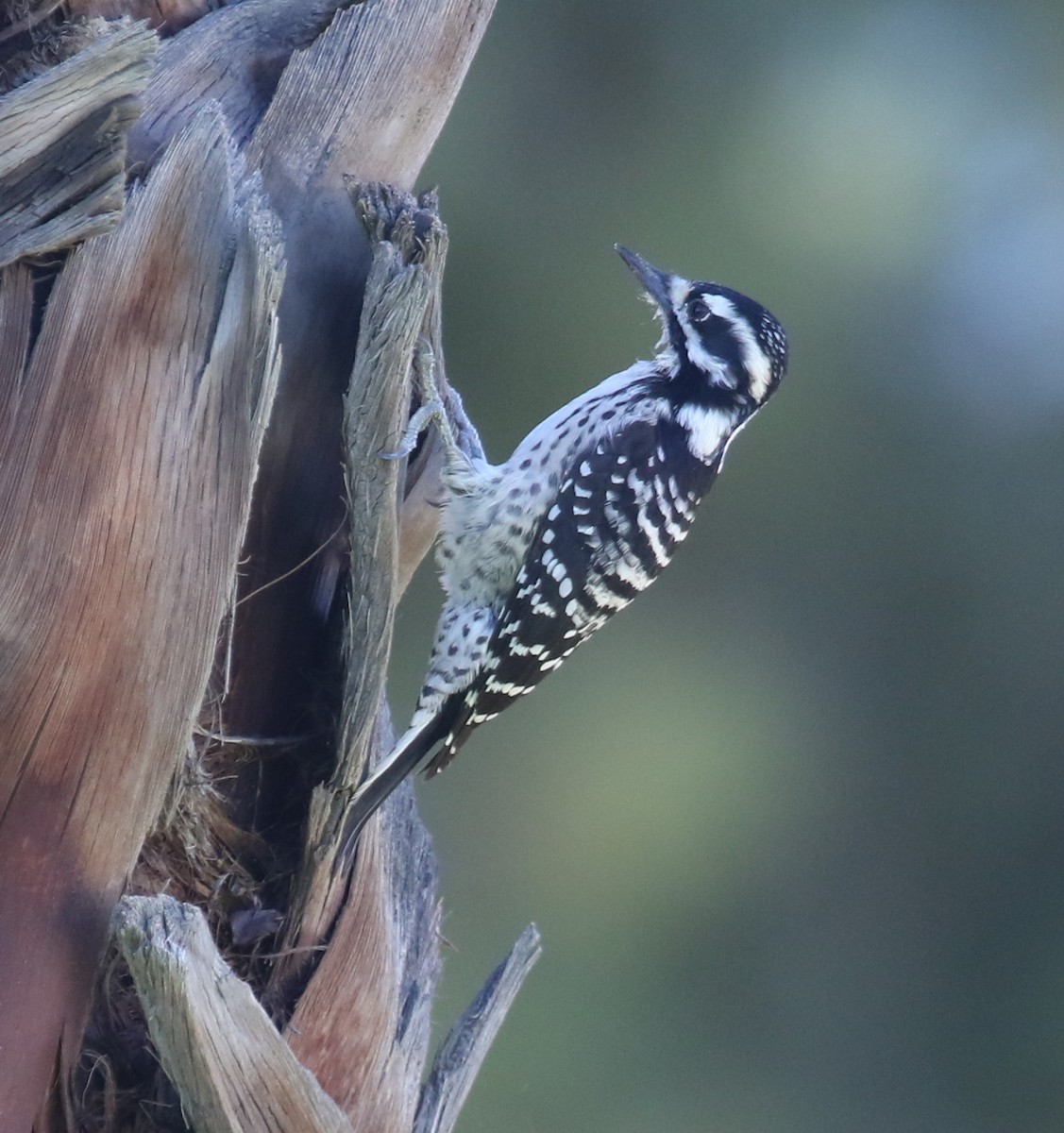 Калифорнийский дятел - ML646423445