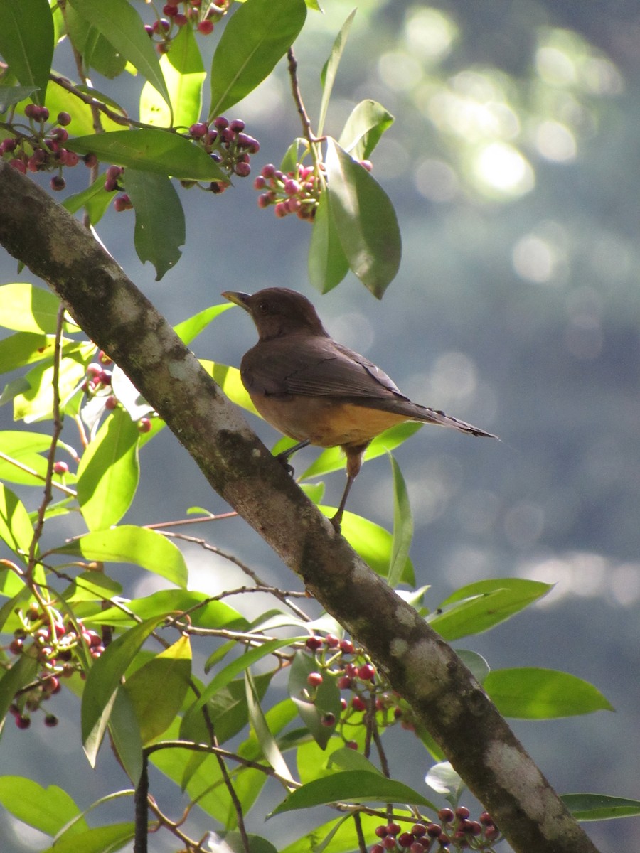 Clay-colored Thrush - ML646423456