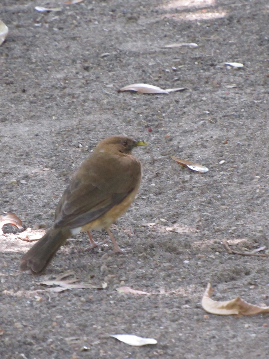 Clay-colored Thrush - ML646423457
