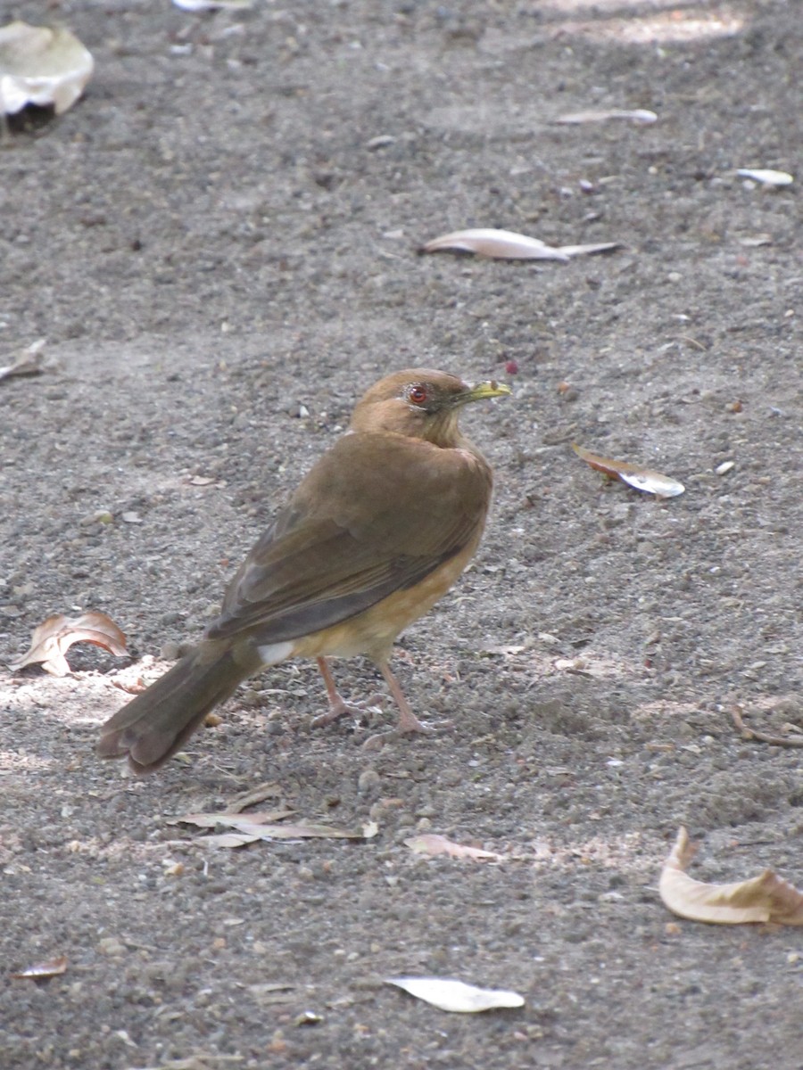 Clay-colored Thrush - ML646423458