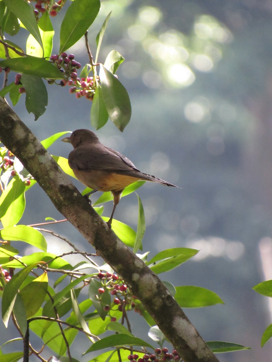 Clay-colored Thrush - ML646423459