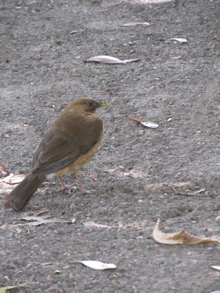 Clay-colored Thrush - ML646423460
