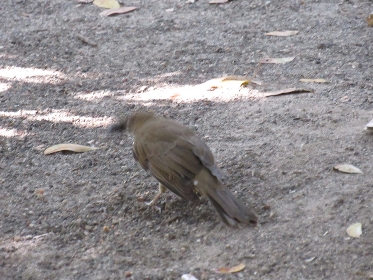 Clay-colored Thrush - ML646423461