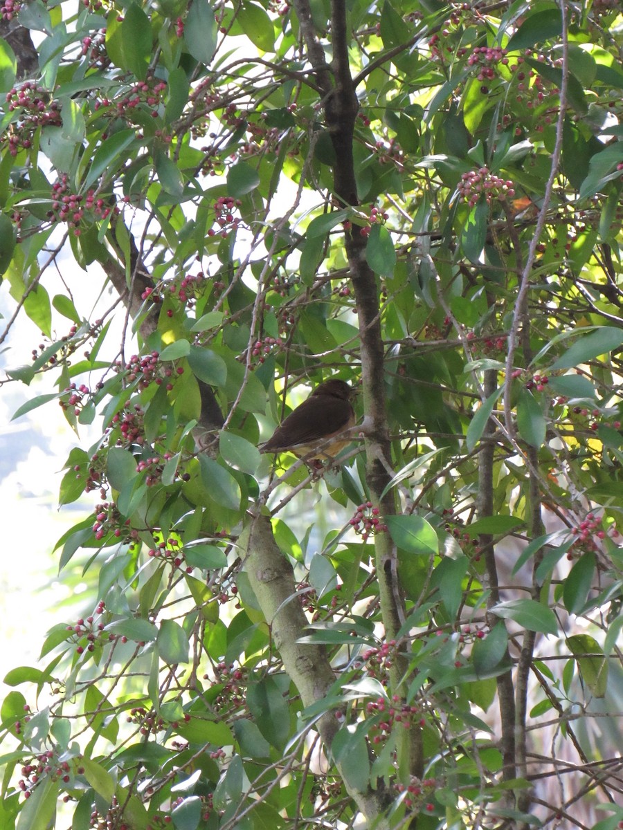 Clay-colored Thrush - ML646423462