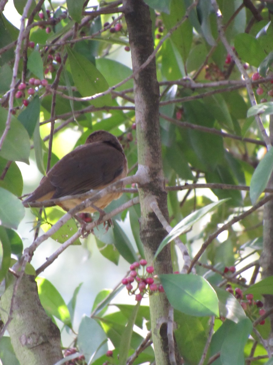 Clay-colored Thrush - ML646423464
